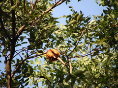 Swietenia humilis