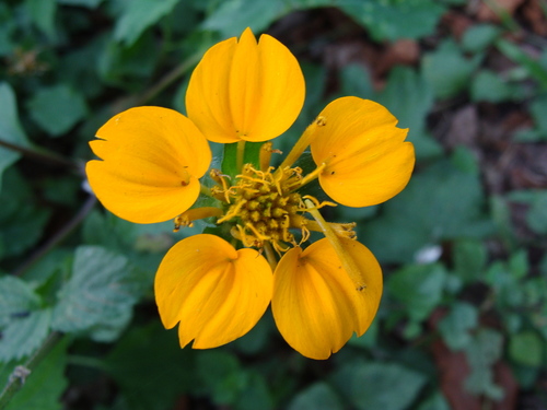 Sclerocarpus divaricatus, photograph 4