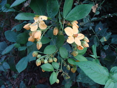 Senna hayesiana