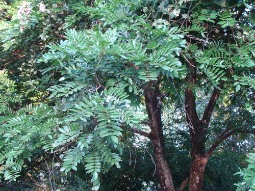 Andira inermis, photograph 6