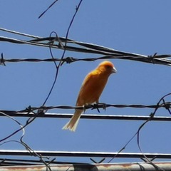 Serinus canaria domesticus
