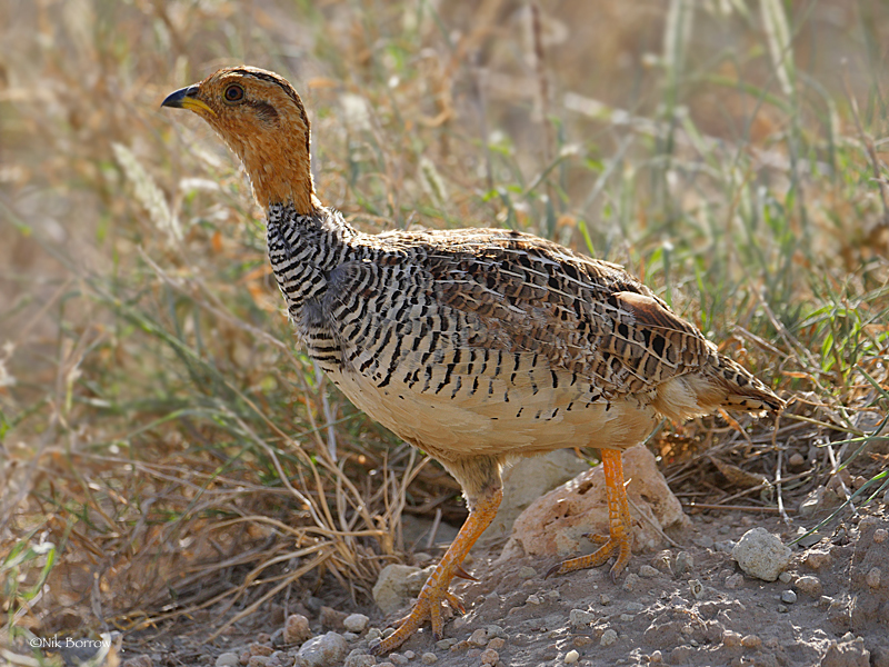 Coqui Francolin