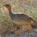 Coqui Francolin - Photo (c) Nik Borrow, some rights reserved (CC BY-NC)