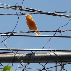 Serinus canaria domesticus