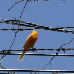 Serinus canaria domesticus