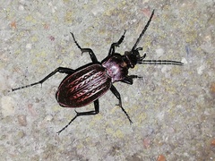 Carabus ulrichii