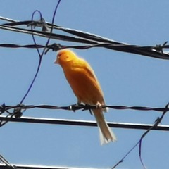 Serinus canaria domesticus