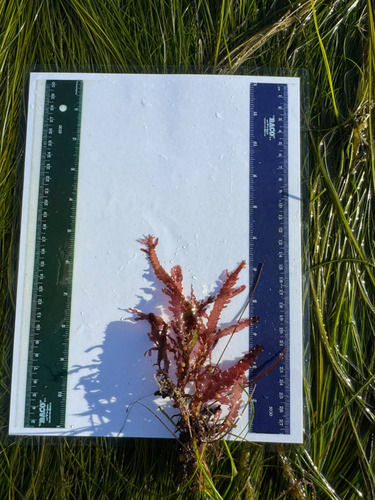 Nienburgia observed 2026-04-21