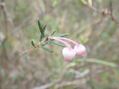 Andromeda polifolia