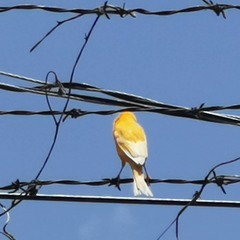Serinus canaria domesticus