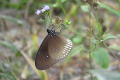Euploea doubledayi doubledayi