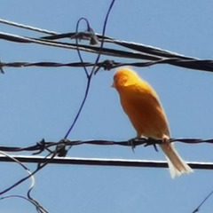 Serinus canaria domesticus