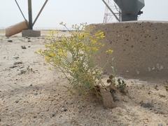 Haplophyllum tuberculatum