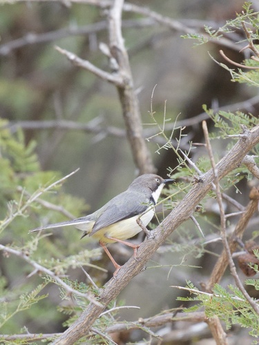 Bar-throated Apalis