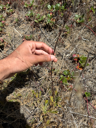 Acaena pinnatifida, photograph 5