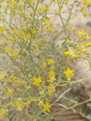 Haplophyllum tuberculatum