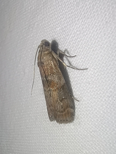 Dotted Oak Knot-horn, Leek, B. v Rasquertstraat, 9351 NC Tolbert, Netherlands, photo 4 of 10