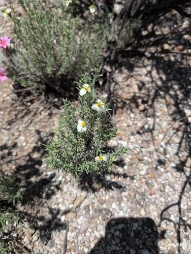 desert zinnia