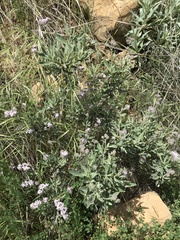 Eriodictyon traskiae smithii