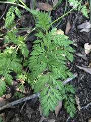 Torilis nodosa