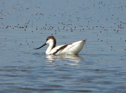 iNaturalist image