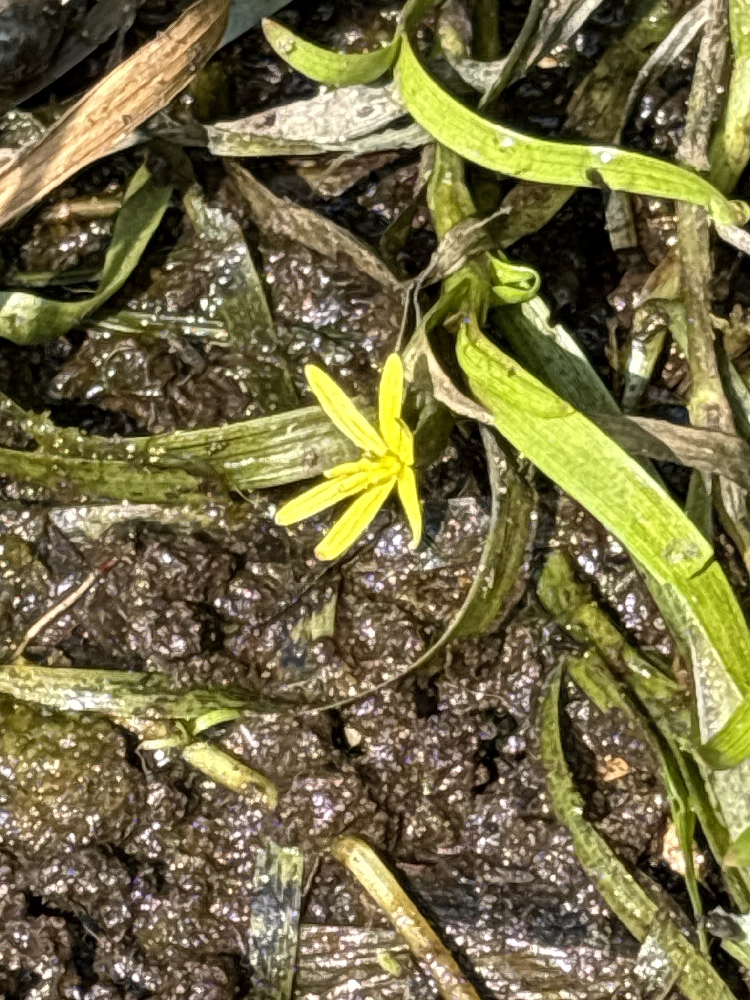 Imagem de Heteranthera dubia