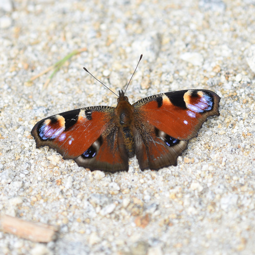 European Peacock Butterfly