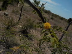 Vachellia farnesiana
