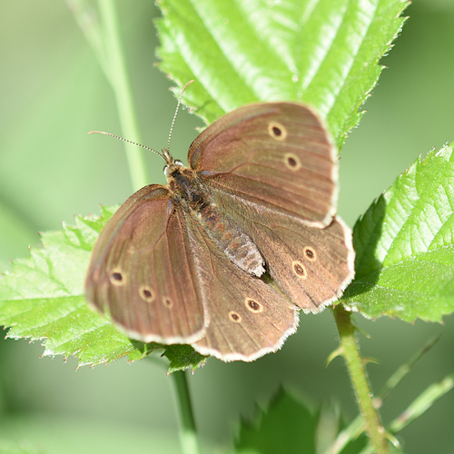 Ringlet