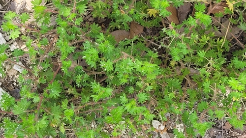 Acalypha radians, photograph 1