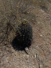 Ferocactus herrerae