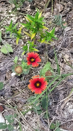 Gaillardia amblyodon