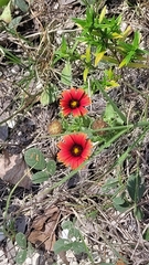 Gaillardia amblyodon, photograph (c) Wes Copas, some rights reserved (CC BY)