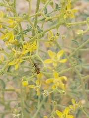 Cataglyphis adenensis
