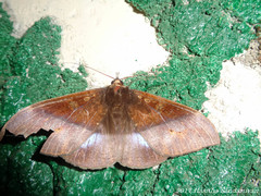 Ischyja