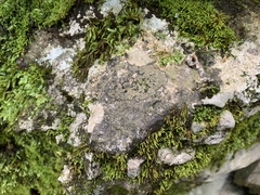 Willeya diffractella