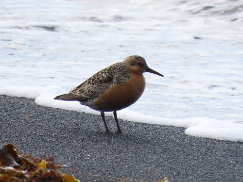 iNaturalist image