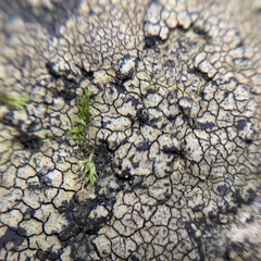 Willeya diffractella