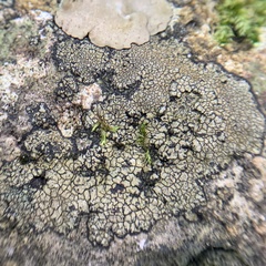 Willeya diffractella