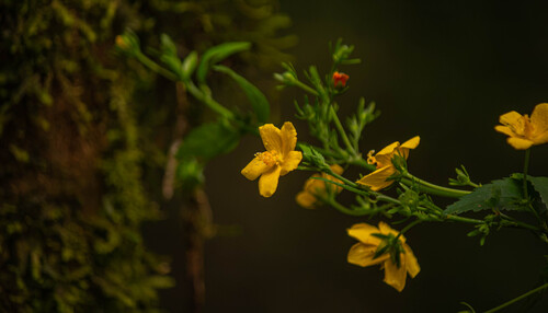 Pavonia sepium