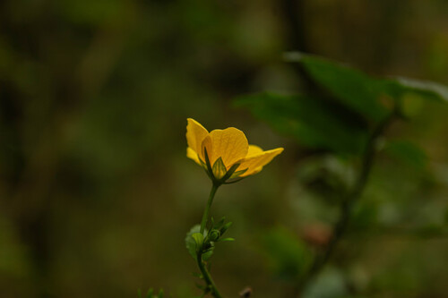 Pavonia sepium, photograph 1
