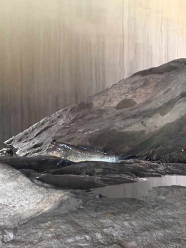 Atlantic Mudskipper