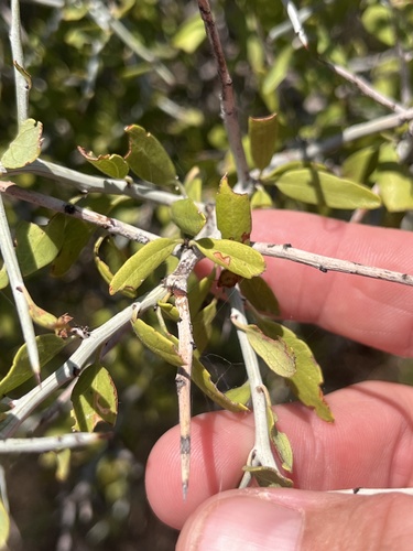 lotebush
