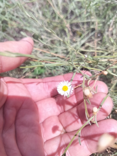 Erigeron flagellaris, 2026-07-24