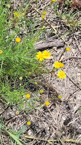 Thymophylla tenuiloba, photograph 6