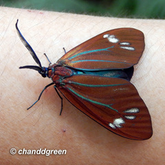 Cyclosia papilionaris