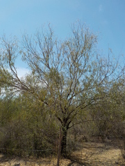 Prosopis
