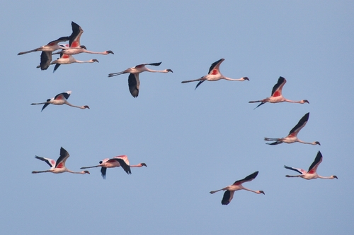 iNaturalist: (c) Omkar S Damle, some rights reserved (CC BY-NC), uploaded by Omkar S Damle iNaturalist image