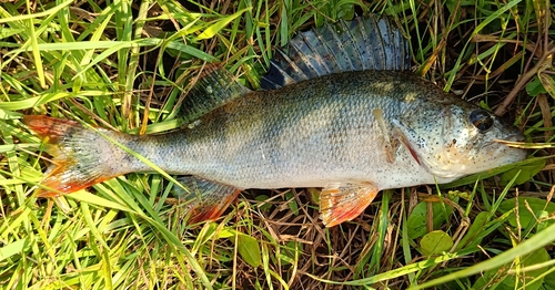 European Perch