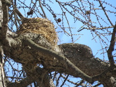 Turdus pilaris